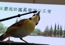 吉它弦为什么有杂音？（吉它弦为什么有杂音呢）